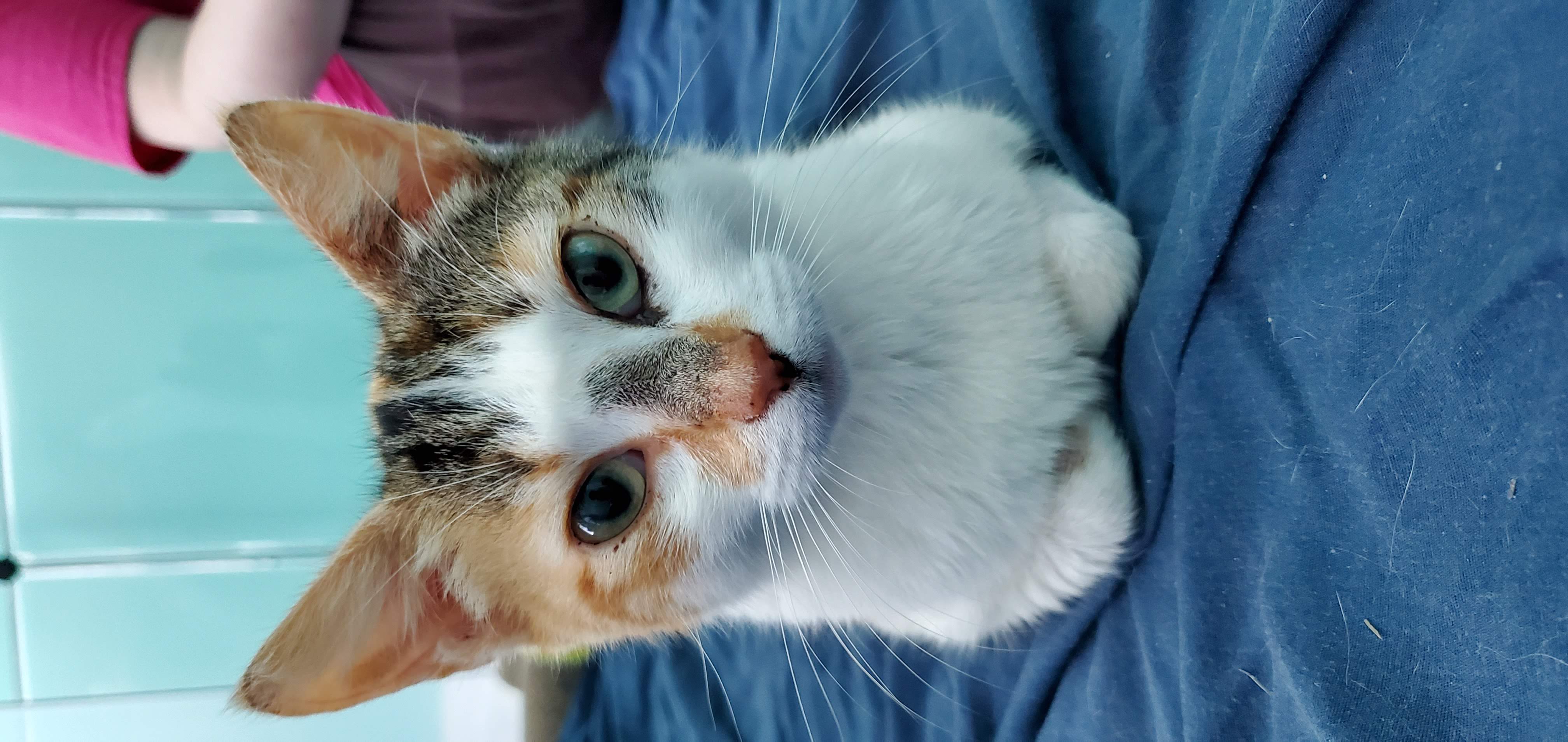 Sherbert